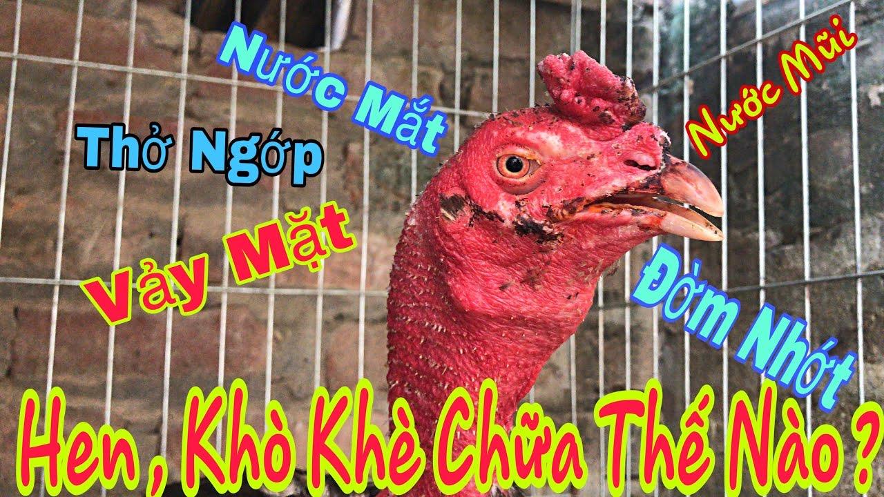 Thuốc trị viêm phổi cấp tính cho chó mèo, gà đá - NOVA  Tylospec 20ml