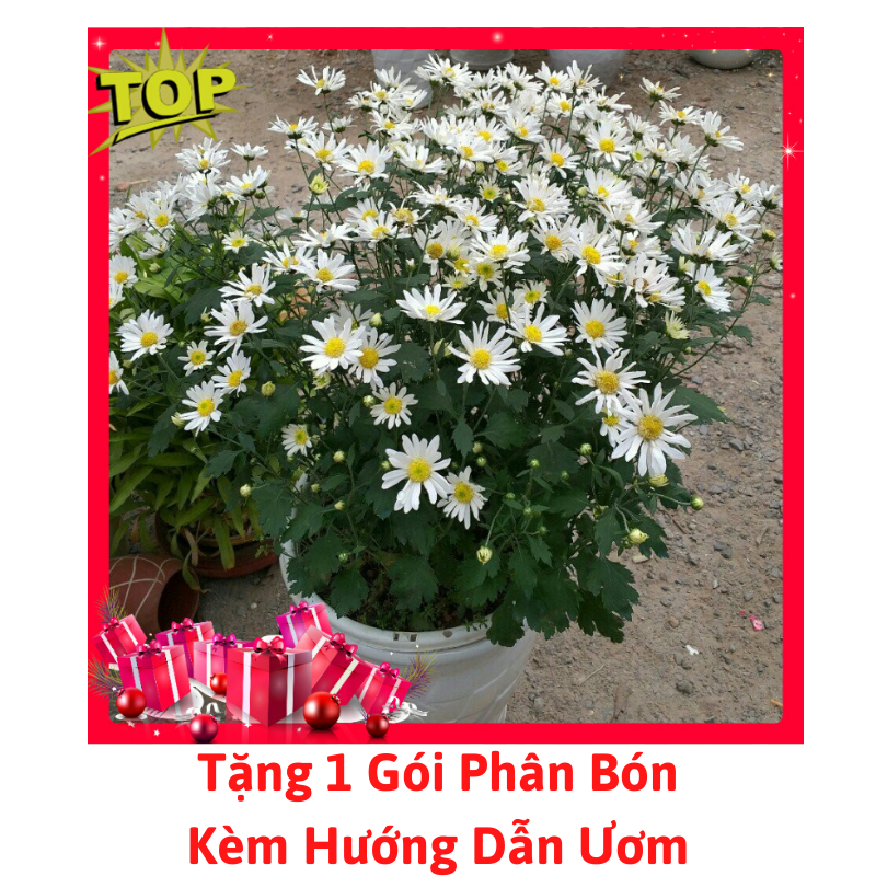 Gói Hạt Giống Hoa Cúc Họa Mi