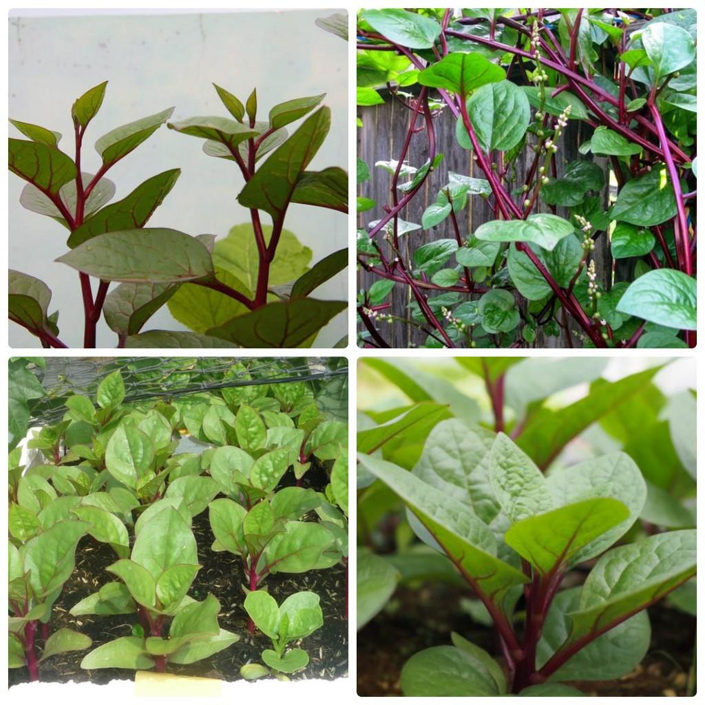 [HCM]Hạt giống MỒNG TƠI ĐỎ