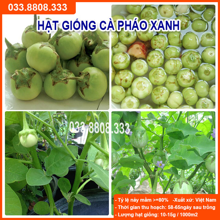 Hạt Giống Cà Pháo Xanh - Quả To Đẹp