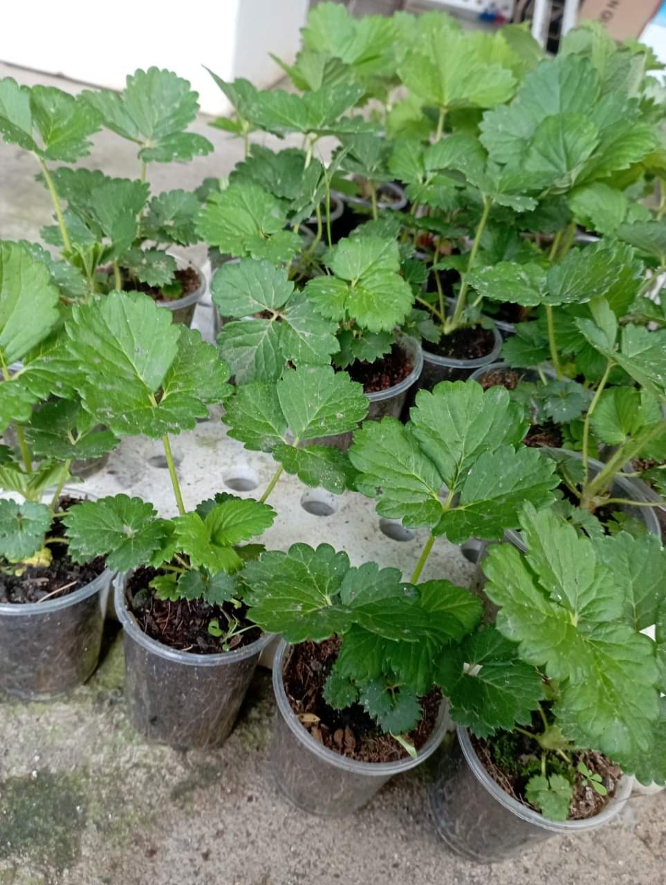 Dâu tây NHẬT AKI  ( combo 10 cây MÔ VỈ - chuẩn giống)