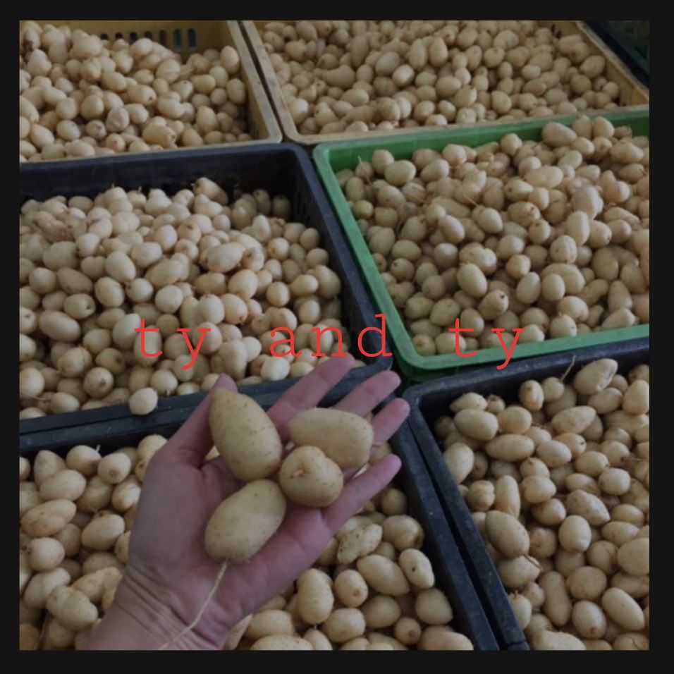 củ lùn giống 10 củ tặng kèm củ ăn