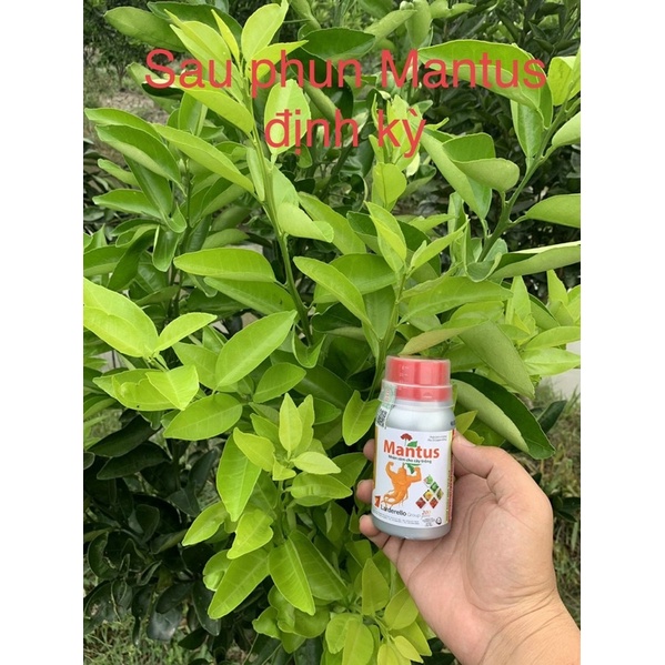 Phân bón vi lượng MANTUS 100ml ĐỒNG SINH HỌC