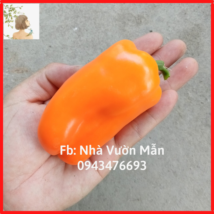 Hạt Giống Ớt chuông Baby Orange