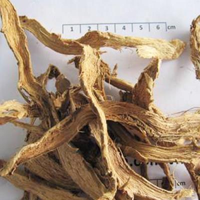 Cây cát lồi khô (mía dò)