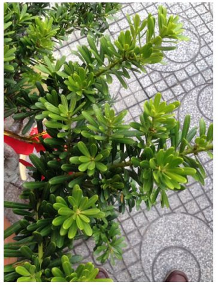 cây tùng kim cương giống