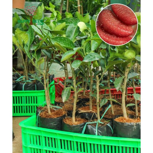 Cây giống bưởi đỏ ruby thái lan