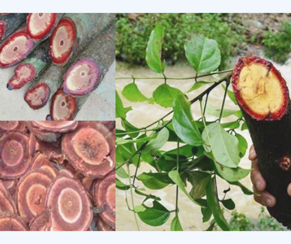 Cây cỏ máu (kê huyết đằng)