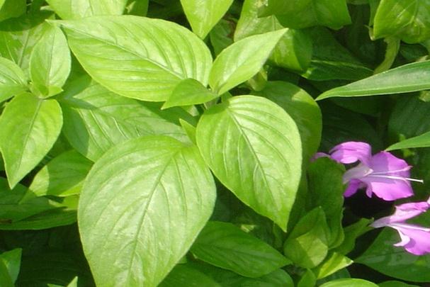 Cây Lá Cẩm - Chậu Rau Cây