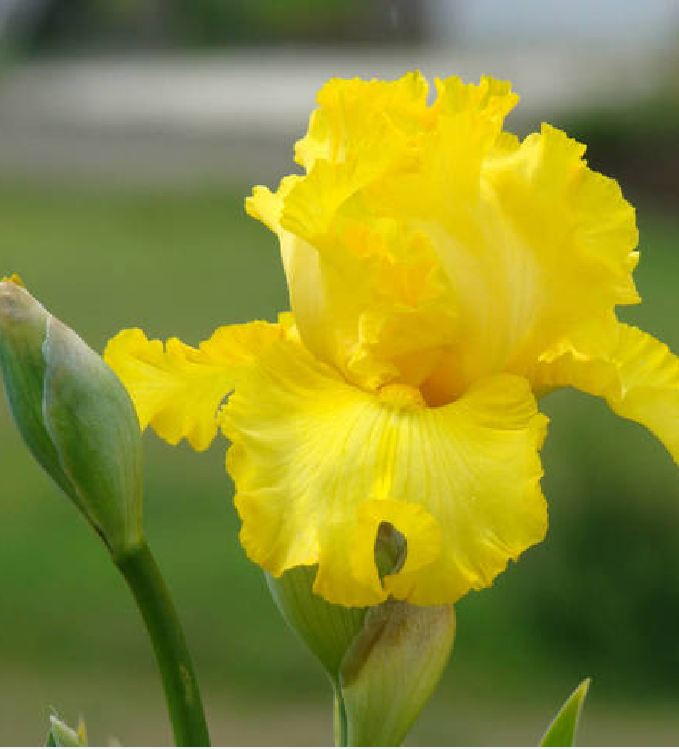 Hạt giống hoa Diên vĩ vàng (Iris Vàng ) - Gói 10 hạt