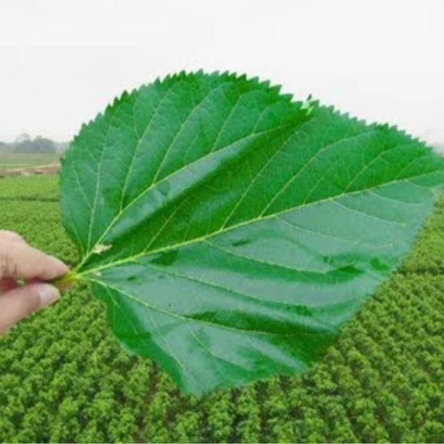Lá dâu tằm tươi cho tép ăn - 20 lá