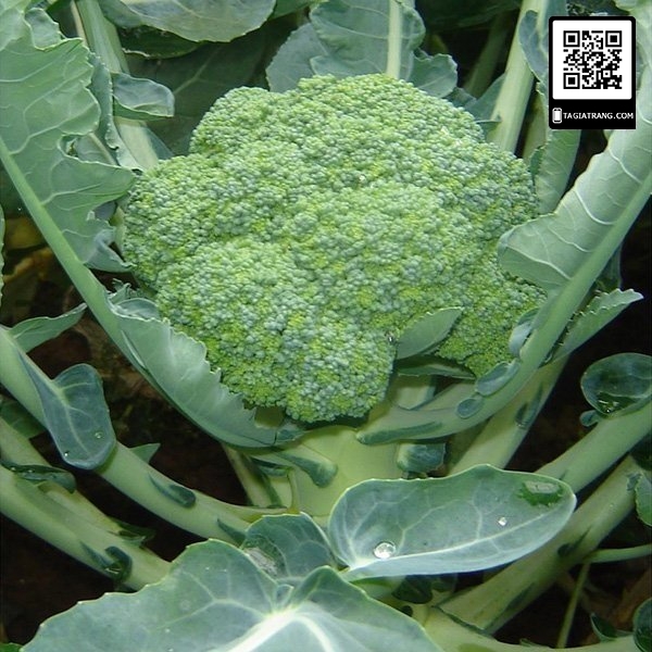Hạt giống súp lơ xanh (bông cải xanh)