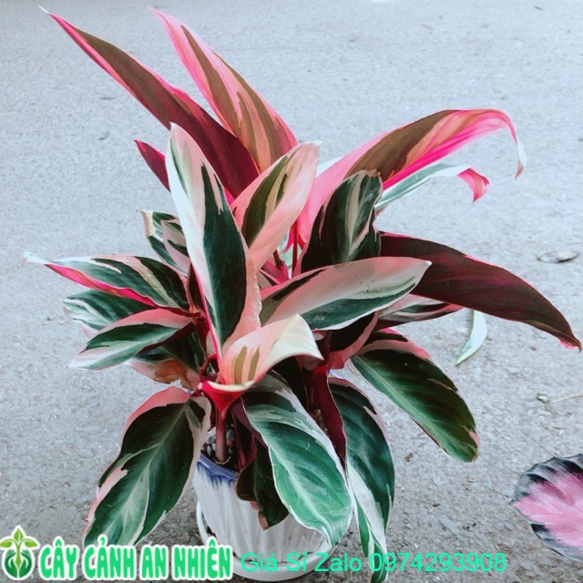 Chậu Cây Chuối Hoàng Yến