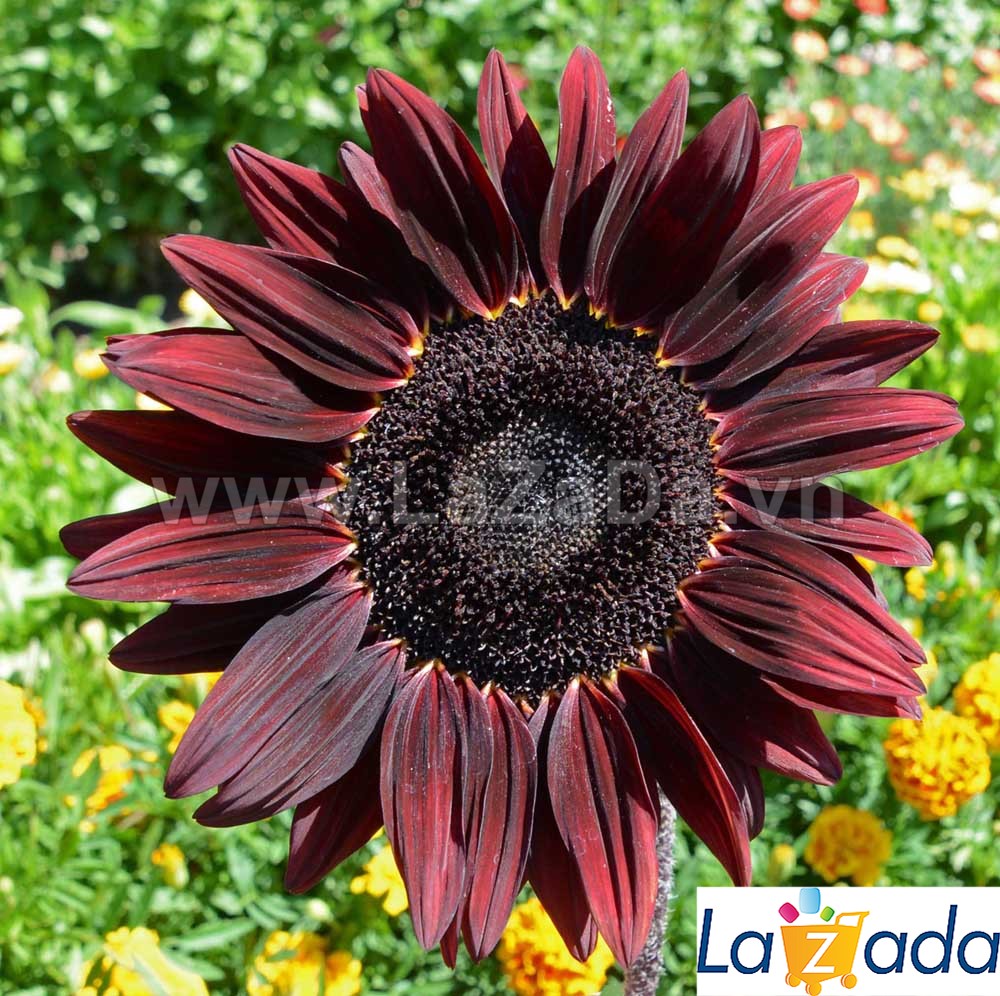 20h Hạt Giống Hoa Hướng Dương Chocolate Tía (C1.303| -KD: B3*V25*M223)