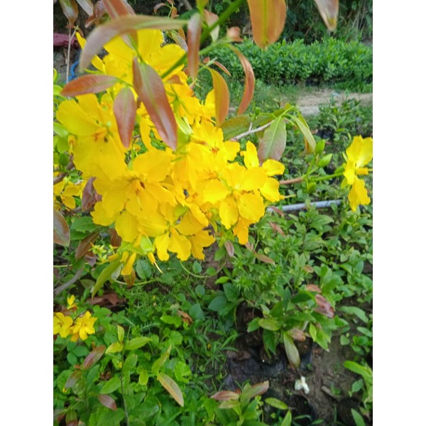 Mai Con Quấn Rễ (10 Cây)