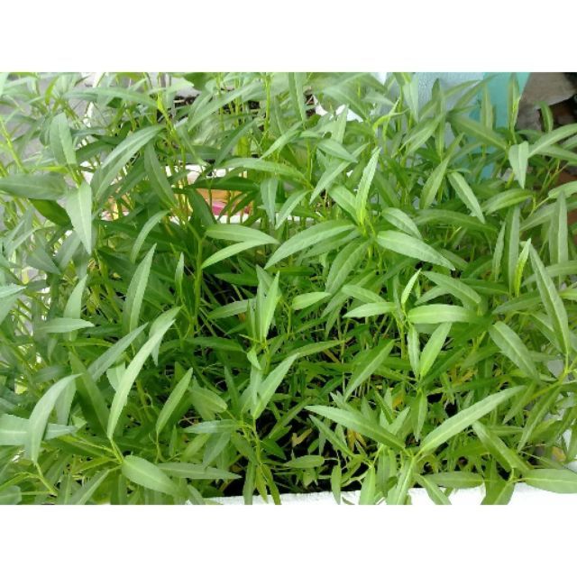 Bamboo leaf vegetable seeds 50gr package