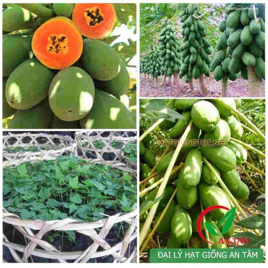 Hạt giống Đu Đủ Ngân Lượng F1