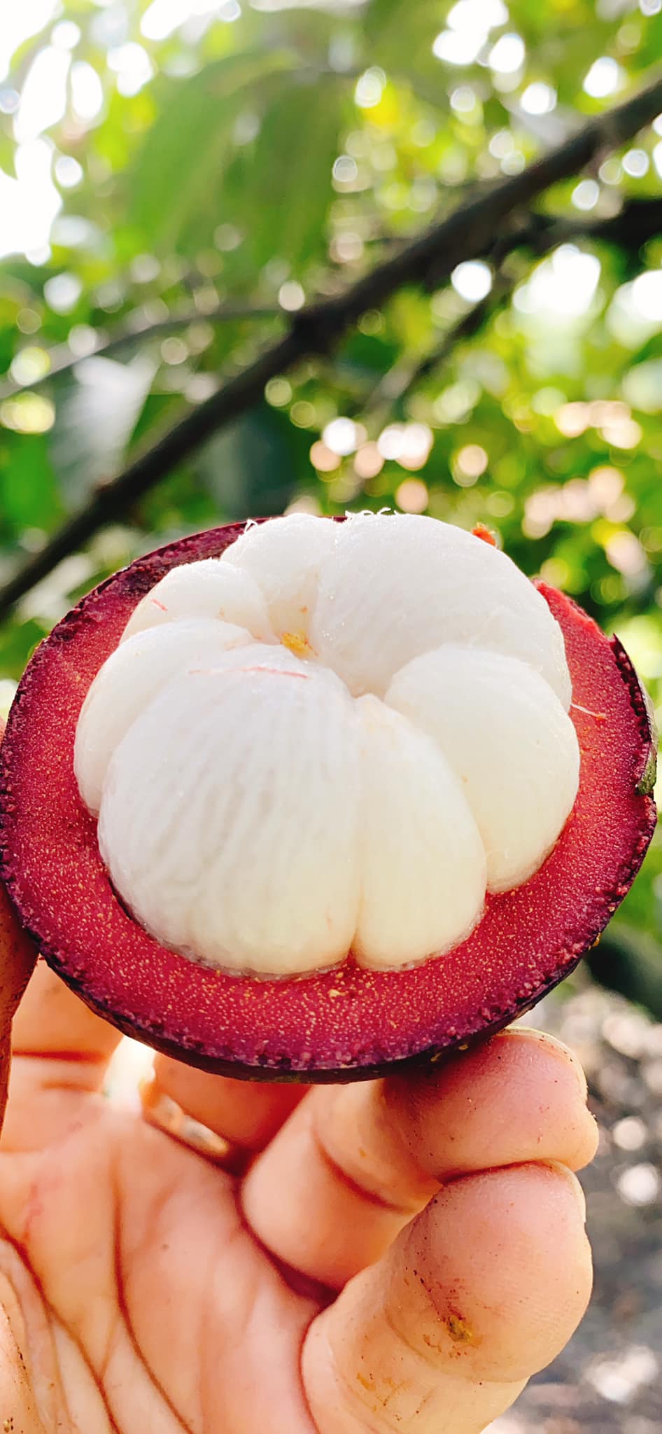 CÂY GIỐNG MĂNG CỤT SIÊM SỚM [ CÂY GHÉP cho trái sớm ]