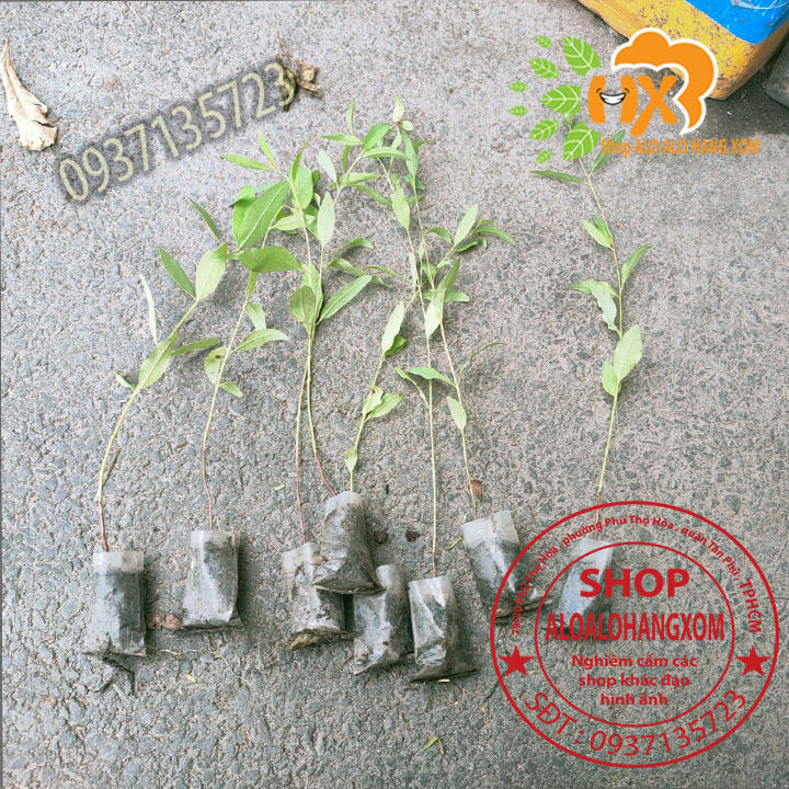 combo 50 cây bạch đàn cao sản cây giống