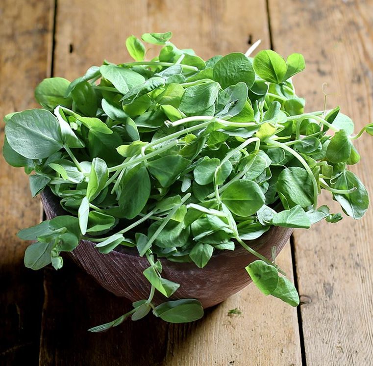 Hạt giống mầm đậu hà lan giá rẻ