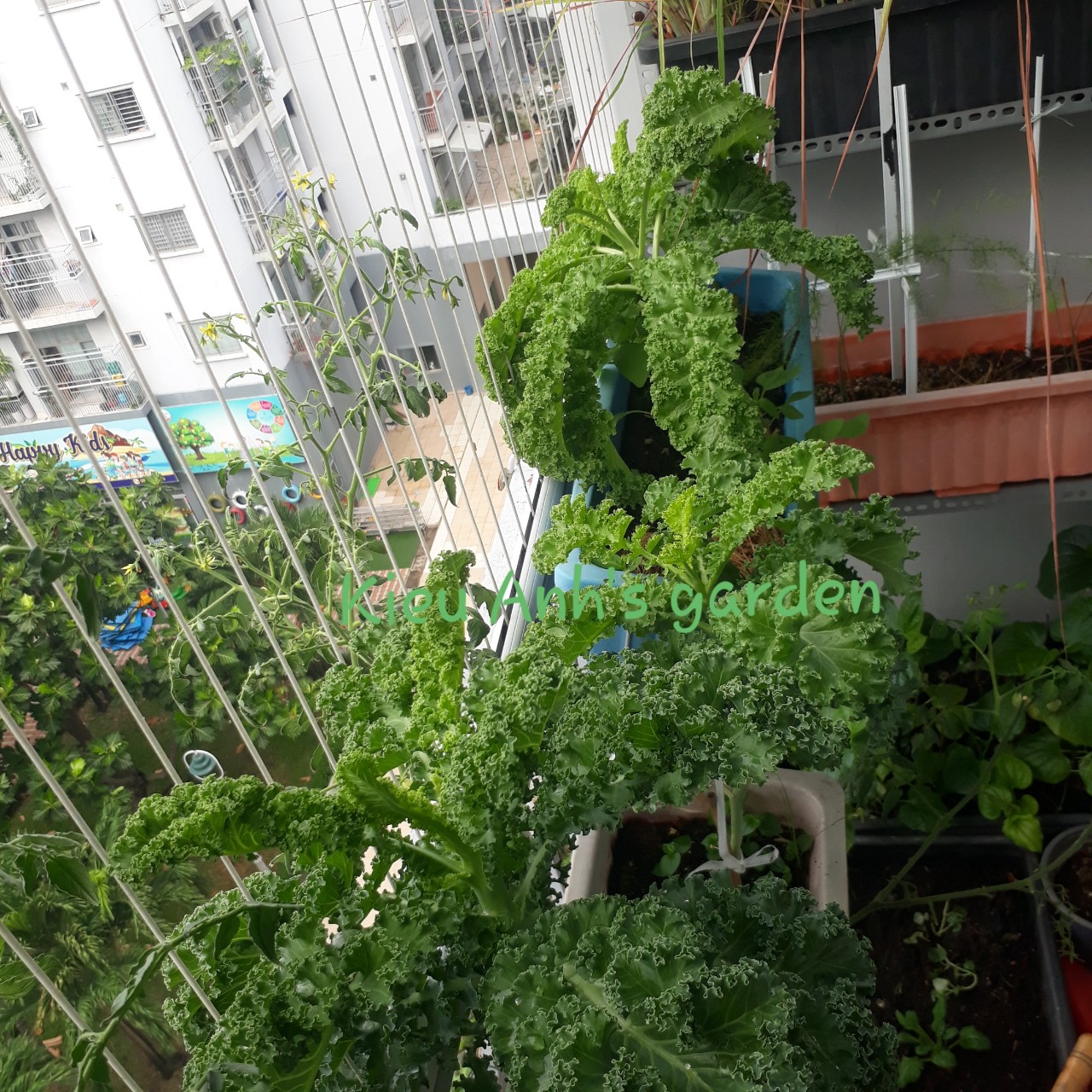 [Seeds] Hạt giống Cải xoăn KALE, đóng gói 2gr (khoảng 400 hạt) hoặc gói 5gr