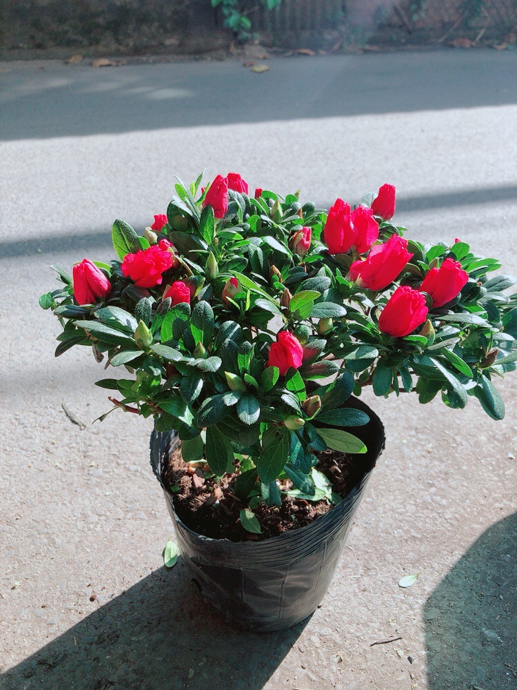 Cây Đỗ Quyên Cao 30cm Ngang 30cm