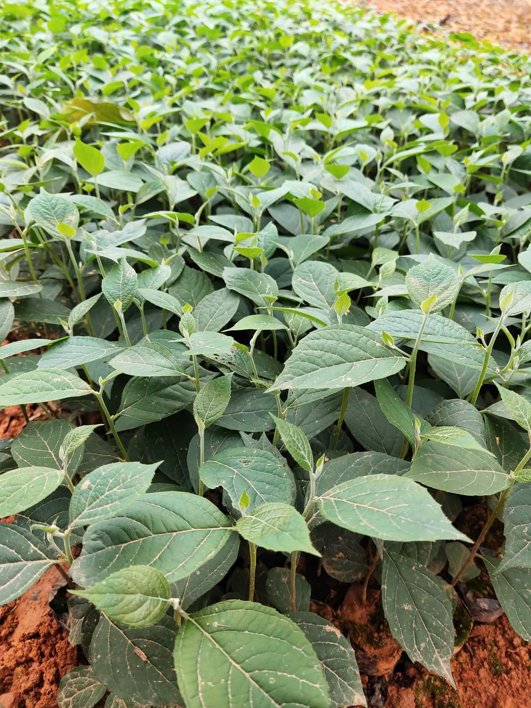 Hạt giống bồ đề - 1kg