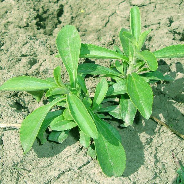 stevia seeds - High Quality Seeds