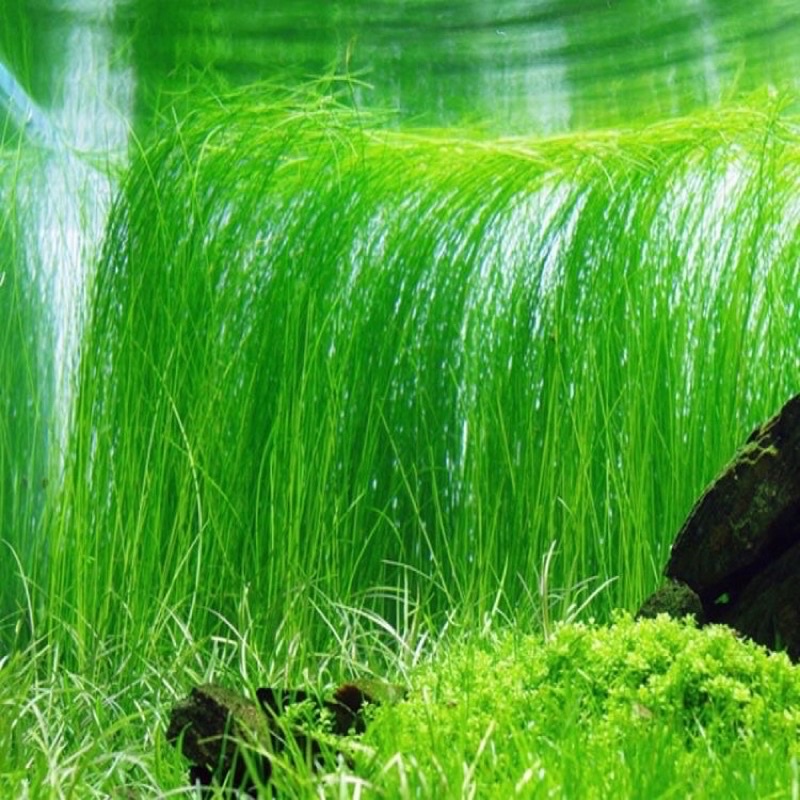 Eleocharis Vivipara - Cây Cỏ Tóc - Cây Trang Trí