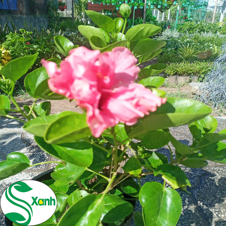 Hoa dâm bụt thái cánh kép, hoa to