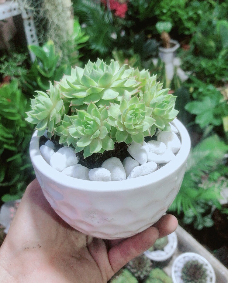 [HCM]Sen Phật Bà Xanh Kèm Chậu Sứ