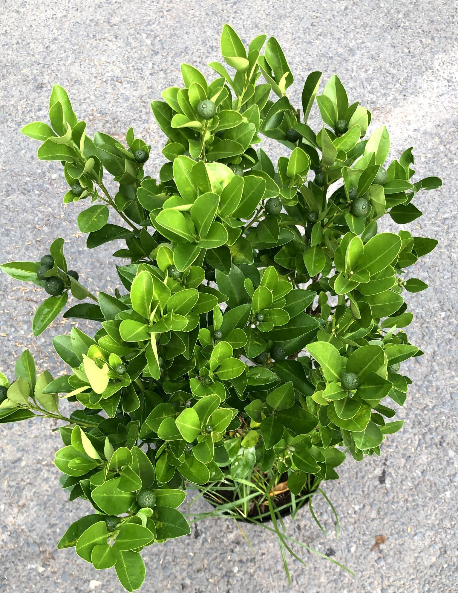 Cây Tắc chua đang có trái cao 90 - 100 cm