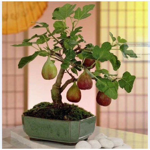 "Gói 10 Hạt " Hạt giống Sung ngọt Mỹ ( sung ngọt )