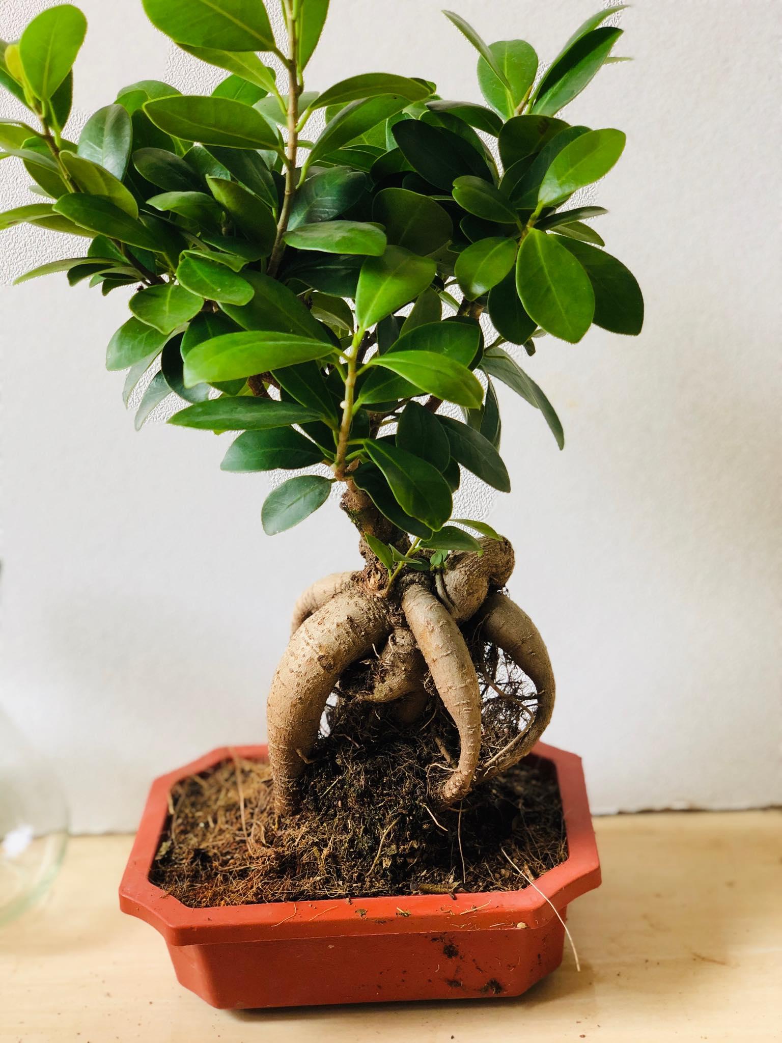 Cây bonsai si nhật 2