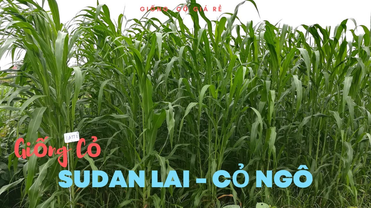 "gói 100gram hạt " hạt giống cỏ chăn nuôi sudan lai