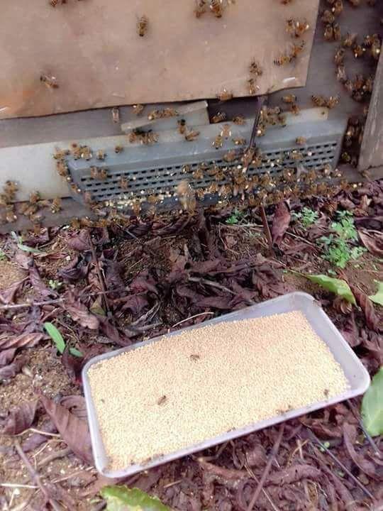 500gr Phấn Hoa Cà Phê Đắk Lăk