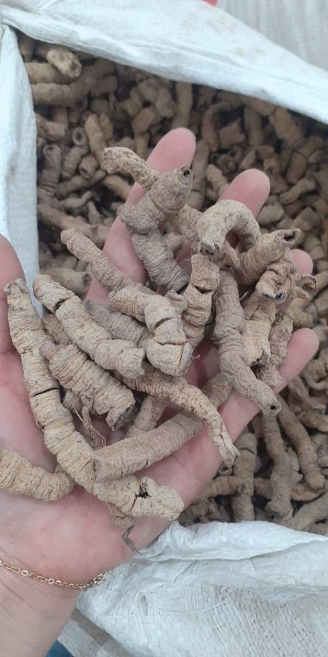 Ba kích khô hỗ trợ mạnh mẽ đ.à.n ô.ng