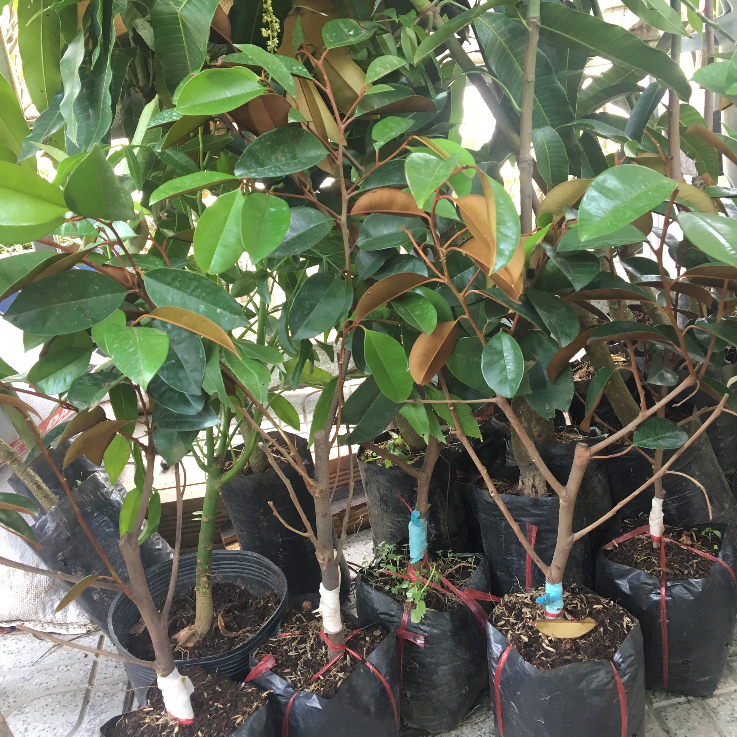 CÂY GIỐNG VÚ SỮA LÒ RÈN VĨNH KIM, CÂY VÚ SỮA TRỒNG CHẬU