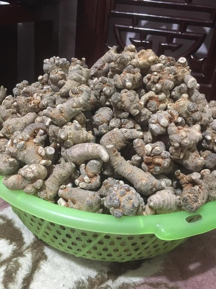 Củ tam thất khô bắc 100g - loại 6 củ/100g