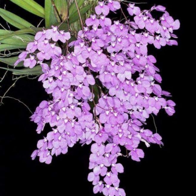 Vũ nữ Peru trưởng thành sắp hoa