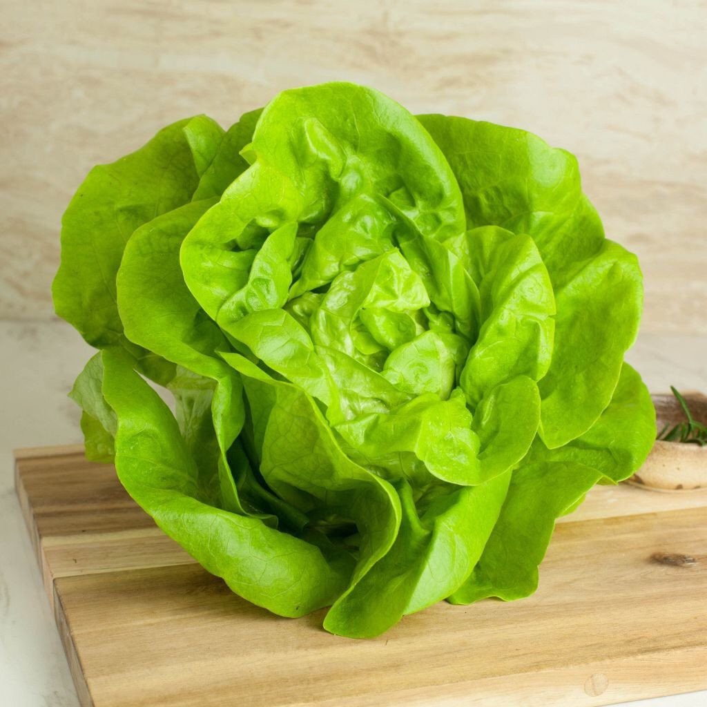 Rau xà lách mỡ hn