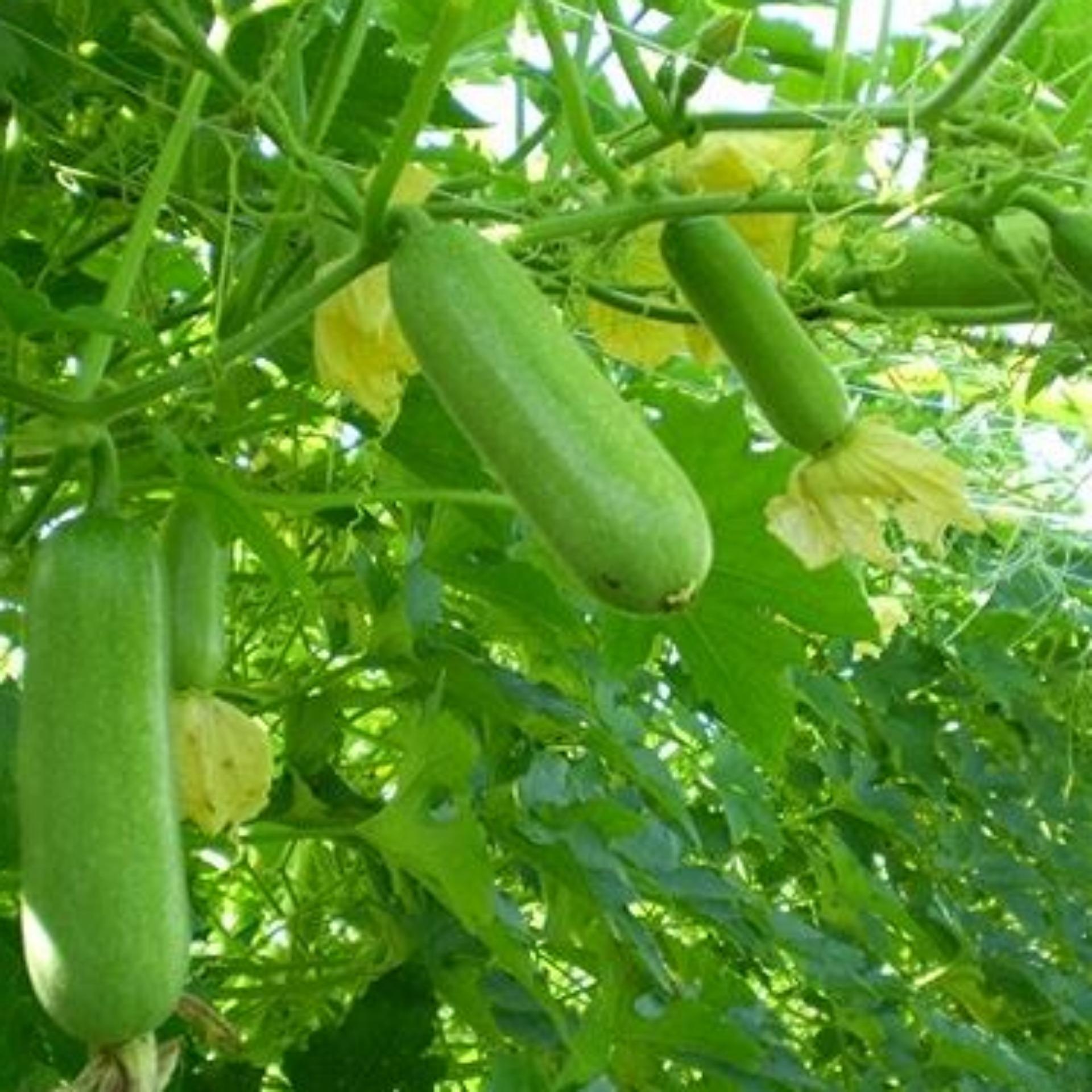 10 Hạt giống Bí đao F1 (tặng Kích nẩy mầm, Hướng dẫn ươm)