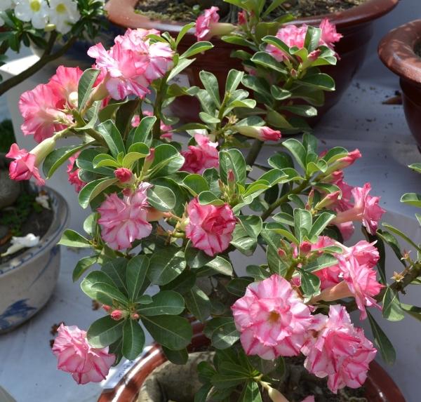 Hạt giống hoa sứ kép mix màu