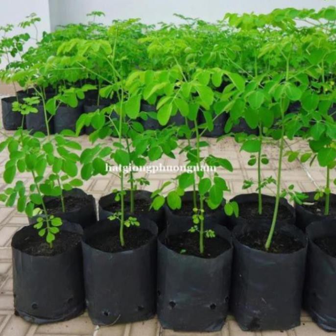 New- 50h - hạt giống rau chùm ngây