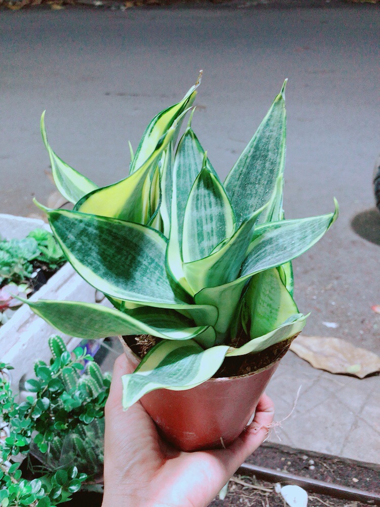 [HCM]Lưỡi Hổ Thái Vàng