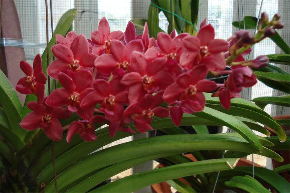 cây giống lan vanda
