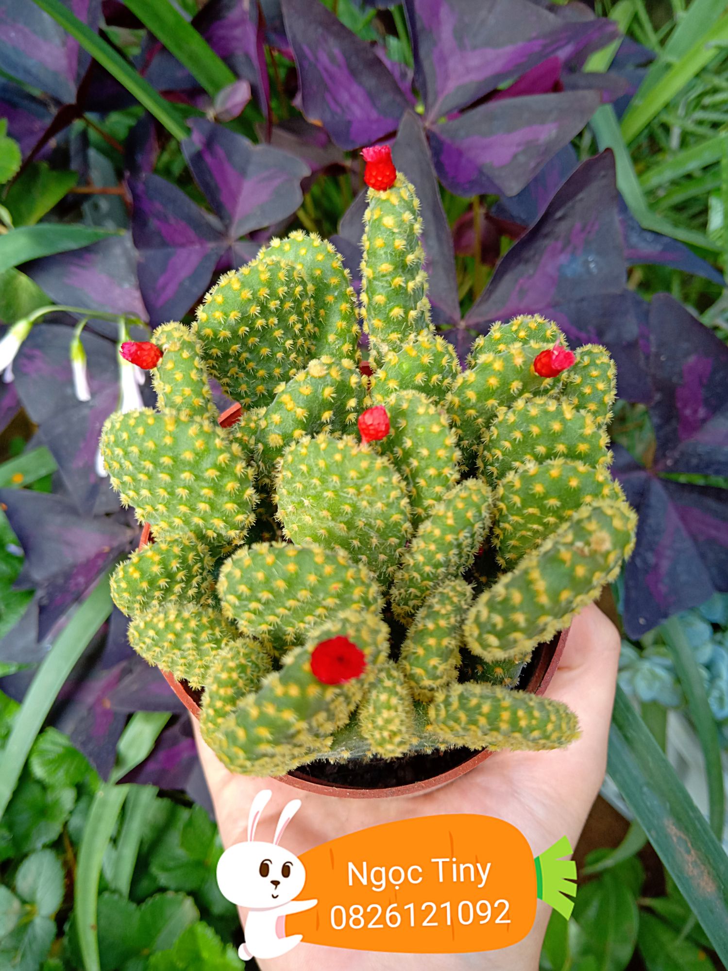 Chậu xương rồng tai thỏ hoa đỏ (8-10 cây 1 chậu)