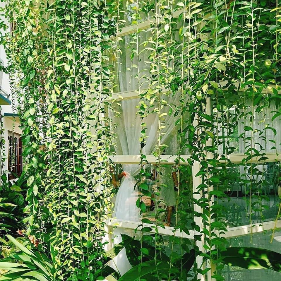 Cây giống Cúc Tần Ấn Độ - CayGiongTot