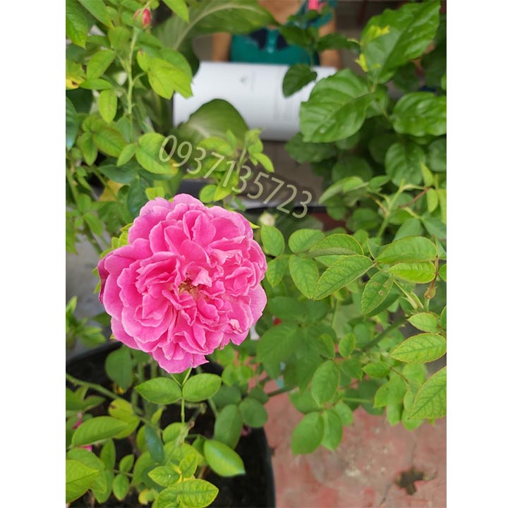 [HCM]CÂY HOA HỒNG TƯỜNG VY  SA ĐÉC