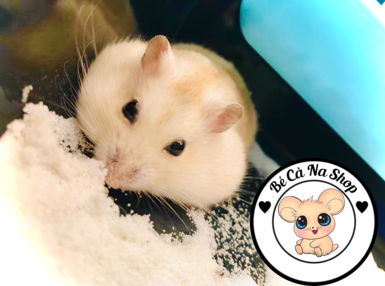 Cát tắm cho hamster ( thơm dai,cát trắng mịn) bao 1kg (bé cà na)